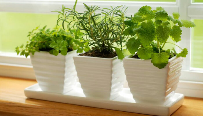 Think indoor gardening when outdoor isn&#8217;t possible