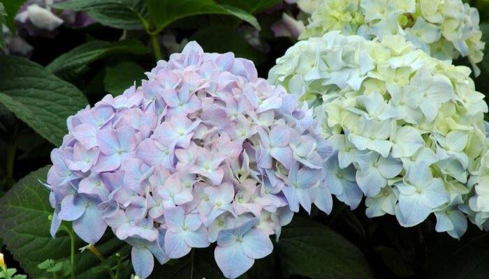 Tips on how to plant and take care of hydrangea plants