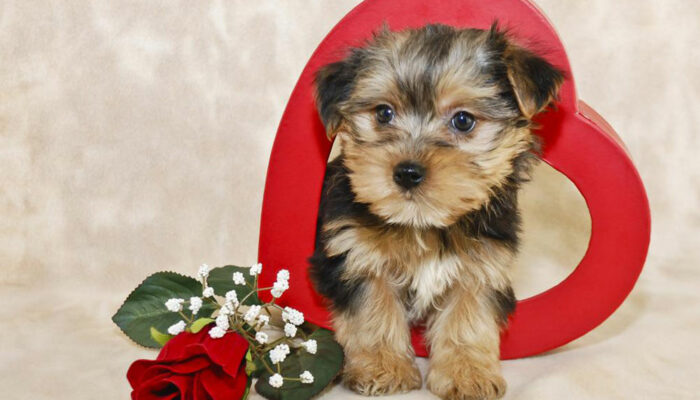 Tips to bring up a Morkie puppy