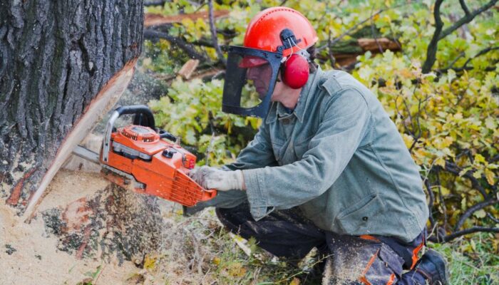 Tips to buy chainsaw for the first time