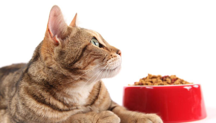 Tips to feed your cat nutritious food using coupons