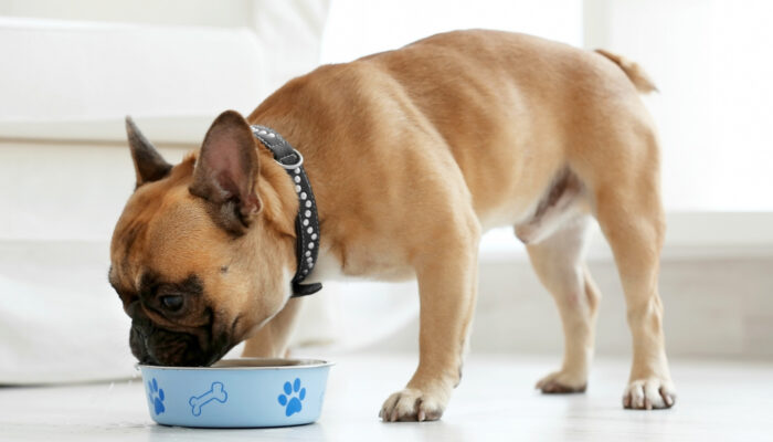 Top 7 Puppy Food Brands in the Market