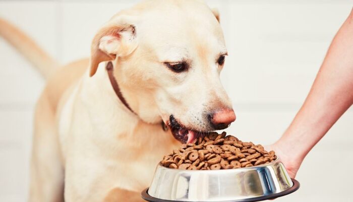 Top 10 best puppy food brands