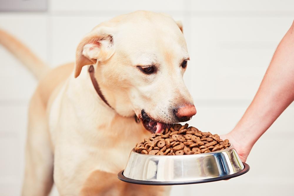 Top 10 best puppy food brands