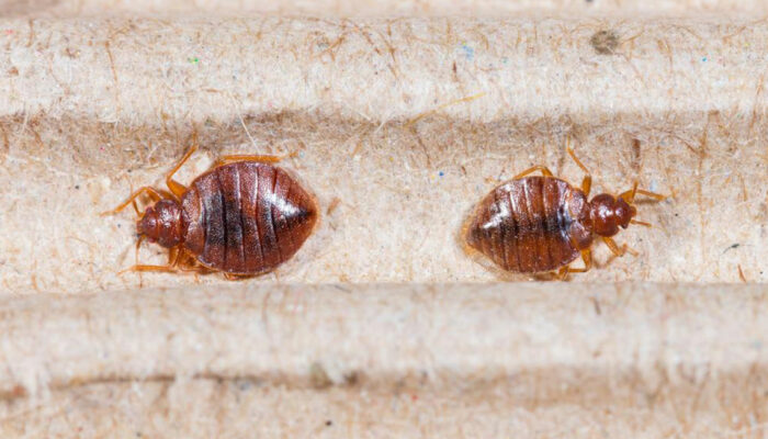 Top 3 bed bug sprays you can consider