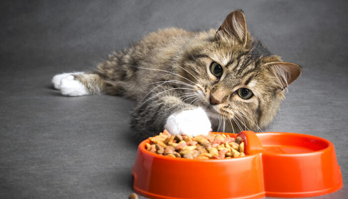 Top Foods for Cats with Sensitive Skin