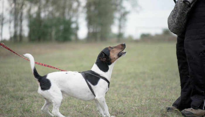 Top eight dog training tips