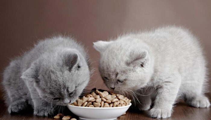 Top four cat food brands and their reviews