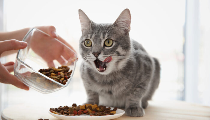 Treat Your Feline Friends with the Best Food