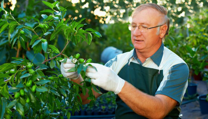 Tree care tips that every passionate gardener should know