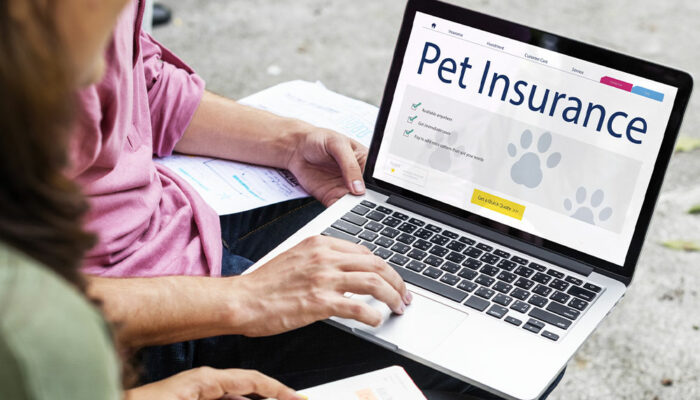 Understanding pet insurance and top 4 companies