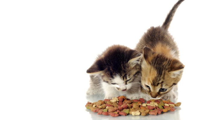 Using cat food coupons for nutritious cat food