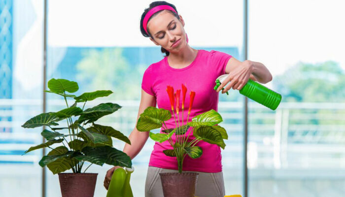 Why you should have houseplants in your home