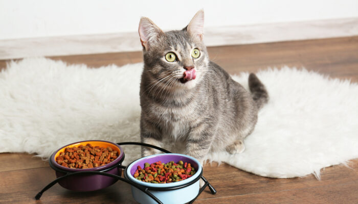 4 Common Questions About Grain-Free Dry Cat Food