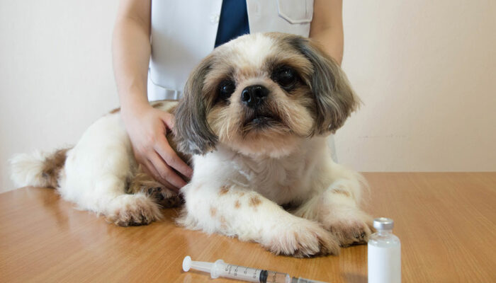 4 Ways to Save Big on Pet Medication