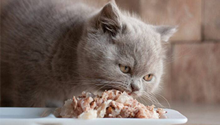 4 factors to remember while buying cat food