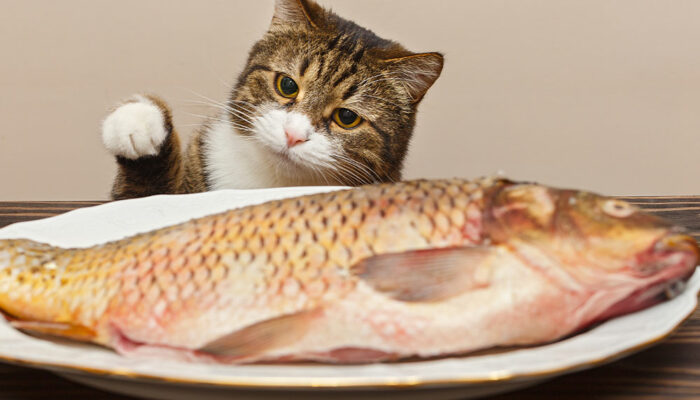 4 human foods that cats can eat