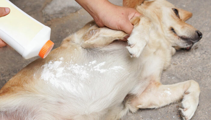 5 Easy Ways to Rid Pets of Fleas