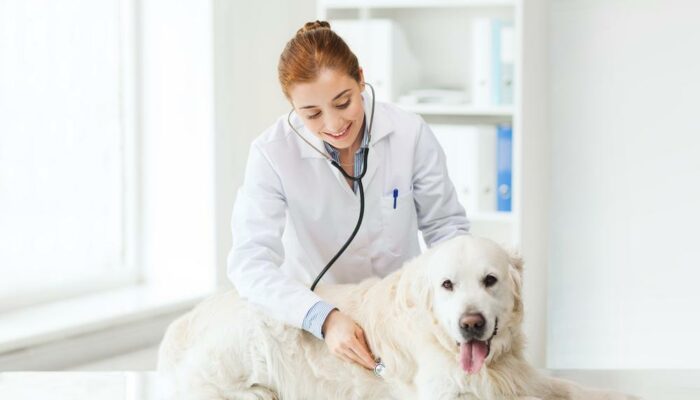 5 Facts About Pet Insurance That You Must Know