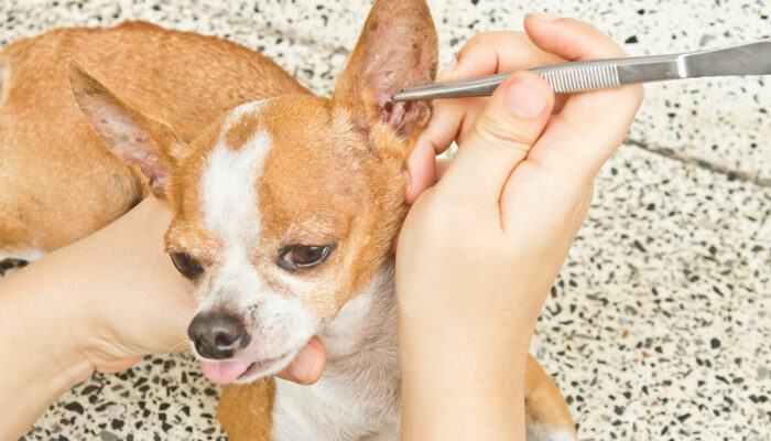 5 Natural Remedies That Can Help Repel Fleas