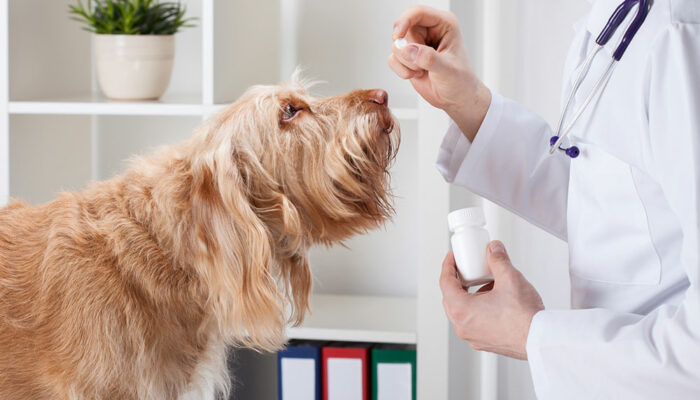 5 Popular Online Pharmacies for Pet Meds