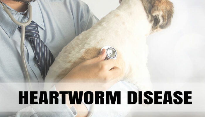 5 medicines that help prevent heartworm in dogs