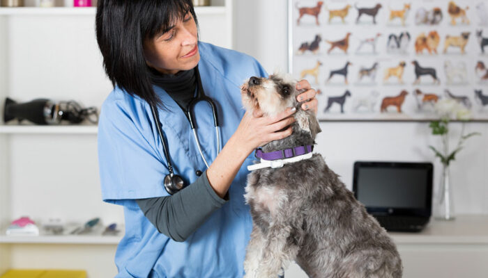 5 popular oral flea and tick treatments for dogs