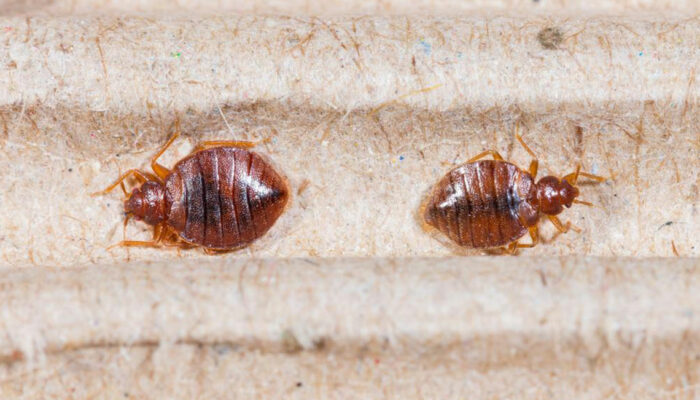 5 ways of getting rid of bed bug bites