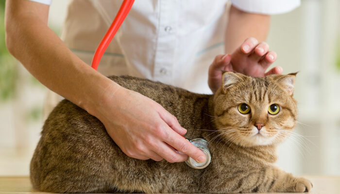 6 Common Health Problems in Cats