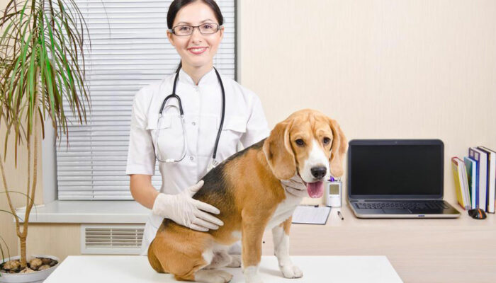 6 effective chewable flea and tick medications for dogs