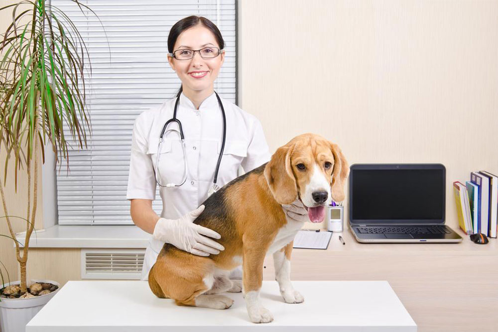 6 effective chewable flea and tick medications for dogs