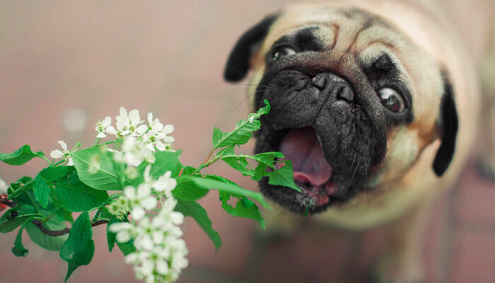 6 plants that are harmful to dogs