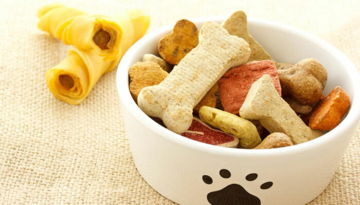 6 things to know about dog food allergies