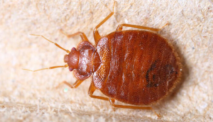 7 Ways to Effectively Detect Bed Bugs