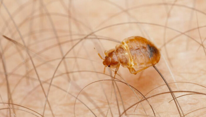 13 Things You Should Know about Bed Bugs Infestation