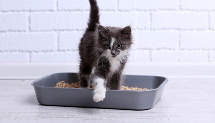 3 Tips To Use Cat Treats While Not Spoiling Them