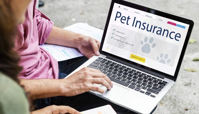 3 essential tips for choosing the right pet insurance plan