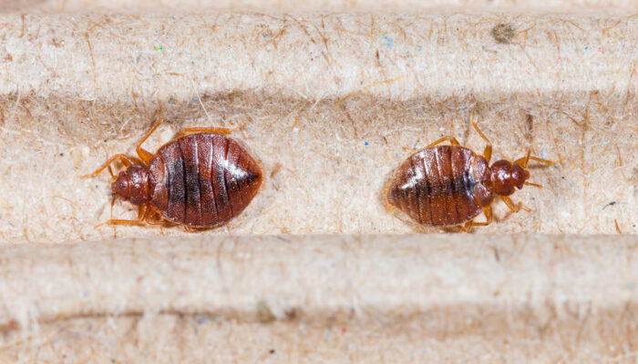 Bed Bug Bites &#8211; Symptoms and Treatment Options