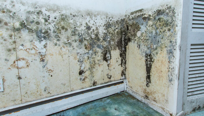 Best mold water damage service providers in the country