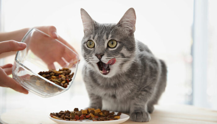 Choosing the Right Food for Cats with Sensitive Skin