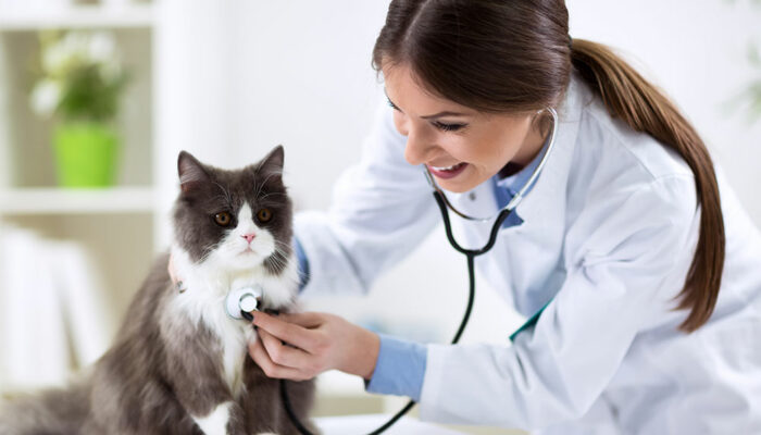 Common inclusions and exclusions to look for in a pet insurance plan