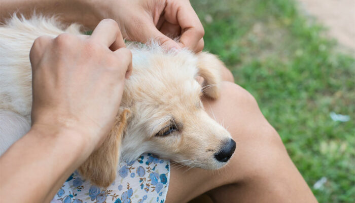 Easy and natural ways to get rid of fleas and ticks