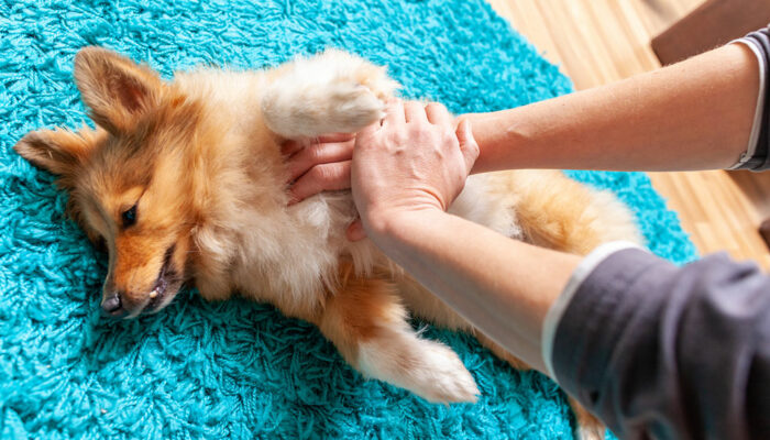 Easy ways to identify signs of pain in pets