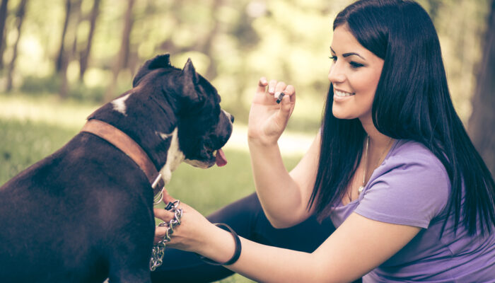 Essential Factors That Constitute The Best Treat For Dogs