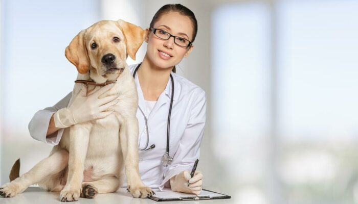 Essential medicine for pet allergies