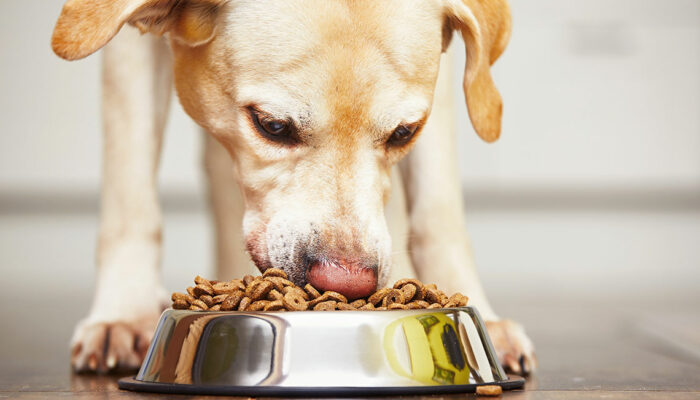 Essentials to Know When Choosing Food for Dogs with Sensitive Skin