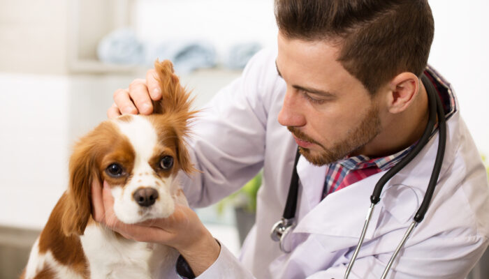 Everything You Need To Know About Allergies In Dogs