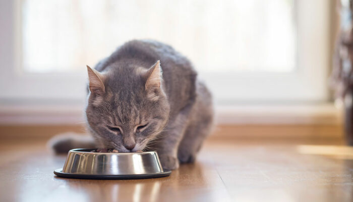 Healthy cat food options to combat gastrointestinal issues