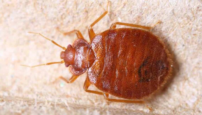 Home Remedies and Tips for Bed Bug Infestation