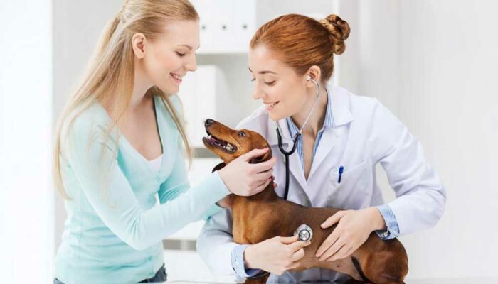 How to choose pet insurance